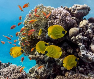 korallen artenschutz meerestiere
