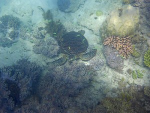 turtle upolu cay reef