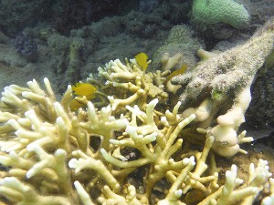 koralle gelb whitsunday islands