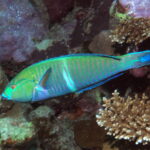 Bunter Lippfisch am Korallenriff im Roten Meer bei Hurghada
